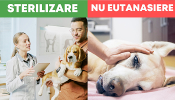 Apel către toţi cetăţenii comunei Bradu!  Sterilizați-vă animalele din curte! Este GRATUIT! Iată programul!