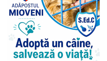 Adăpostul de câini fără stăpân – Mioveni te așteaptă!