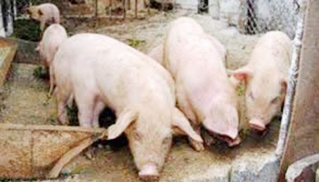 Dezastru produs de pesta porcină  la Vlădești:  44 de porci au fost sacrificați