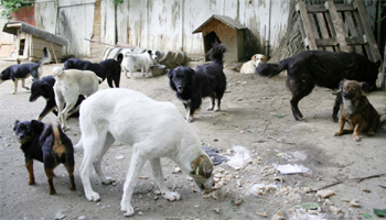 Scandalul ecarisajului de la Curtea de Argeş  a ajuns în atenţia Colegiului Medicilor Veterinari Argeş şi ar putea ajunge în instanţă