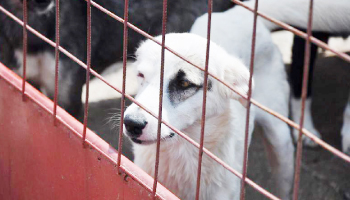 Autorităţile din Mioveni încurajează  adopţia maidanezilor. Taxa de adopţie  s-a micşorat de la 130 lei, la 65lei!