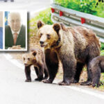 Alertă în Argeș! Problema urșilor a devenit uriașă!