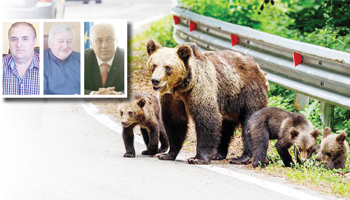 Alertă în Argeș! Problema urșilor a devenit uriașă!