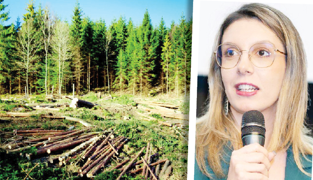 Tehnologie de ultimă generație împotriva tăierilor ilegale. România trece la supravegherea digitală a fondului forestier
